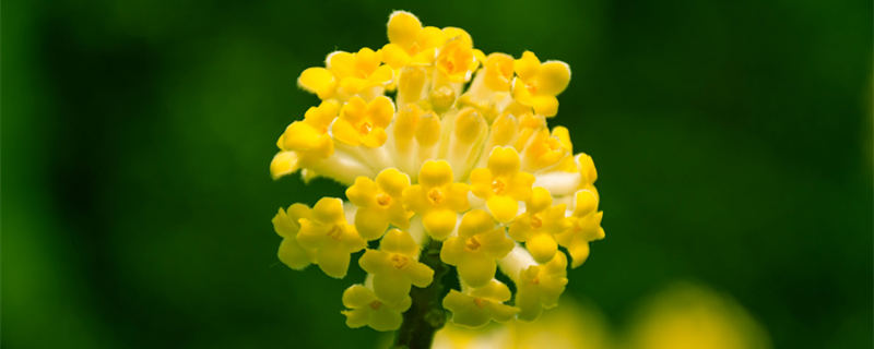 结香花有毒吗 结香花有香味吗