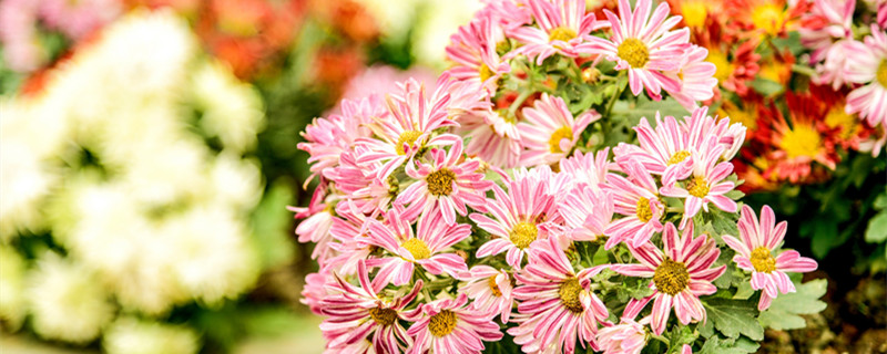 瓜叶菊的养殖方法和注意事项 瓜叶菊的养殖方法和注意事项上什么肥