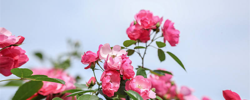 北京的市花是什么（首都北京的市花是什么）