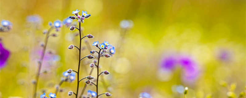 半夏是什么植物（半夏是草本植物吗）