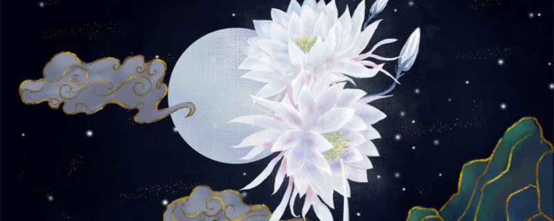 昙花的花语(昙花的花语是什么)