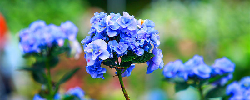 洋绣球花有毒吗 洋绣球花有什么毒