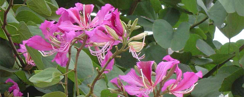 羊蹄甲和洋紫荆的区别（羊蹄甲是洋紫荆吗）