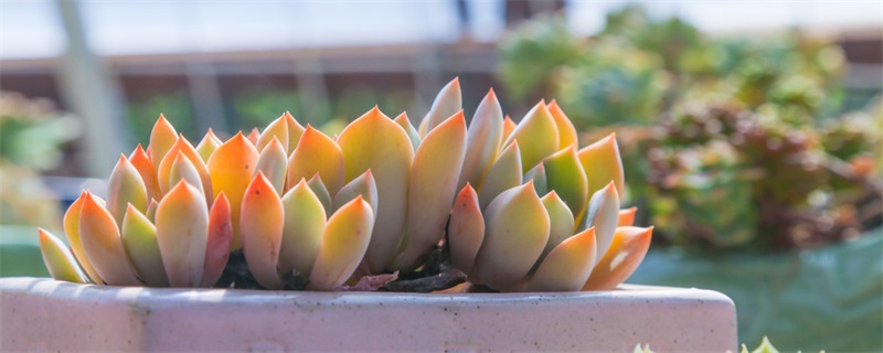 多肉的生长特点 多肉的生长特点怎么写