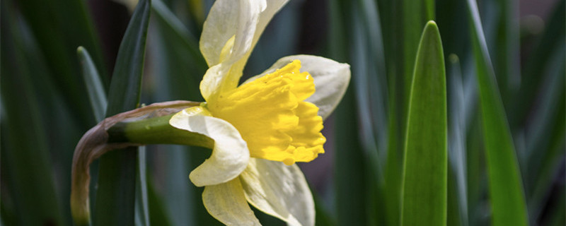 兰花几点钟开花 兰花什么时候开花