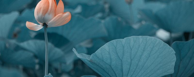 芙蕖是什么花(芙蕖是什么花?)