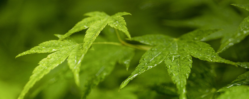 植物叶尖焦叶怎么办（为什么植物的叶尖焦了）