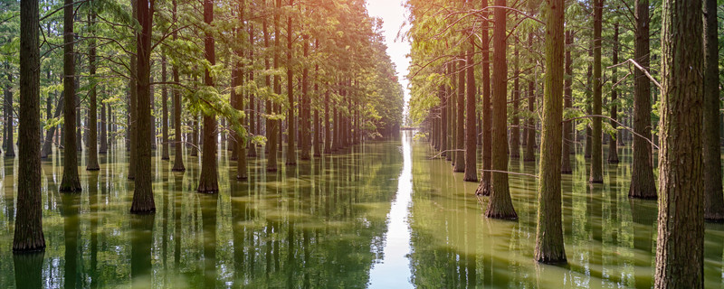 水杉盆景怎么养 水杉盆景怎么养护