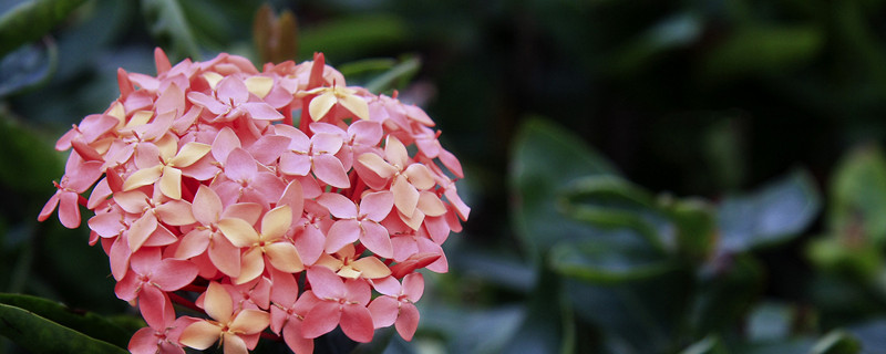 仙丹花浇水方法 仙丹花花谢后如何修剪?