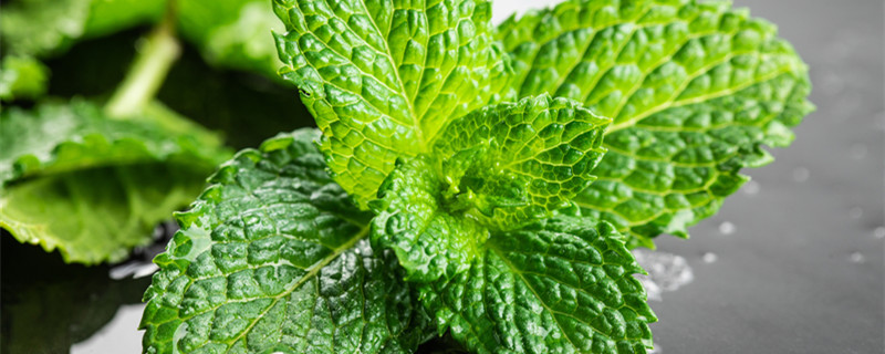 驱虫草能放室内吗（艾叶草放在房间驱虫吗）