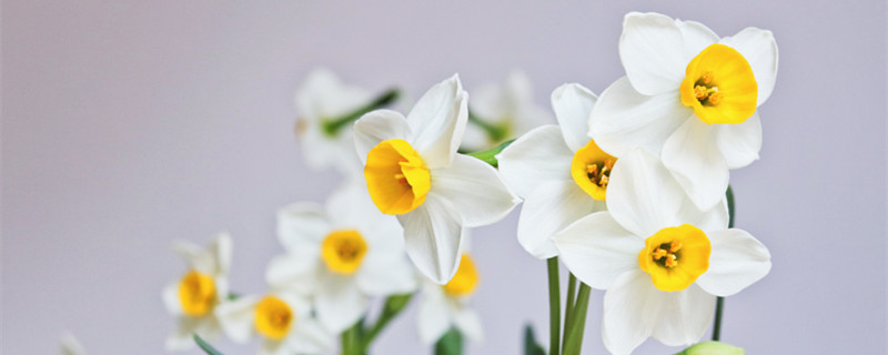 水仙花语是什么 水仙花语是什么象征