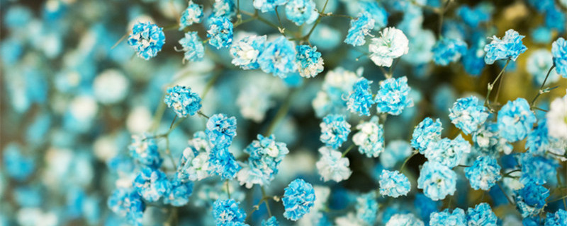 满天星花适合室内养吗(满天星适合室外养吗)