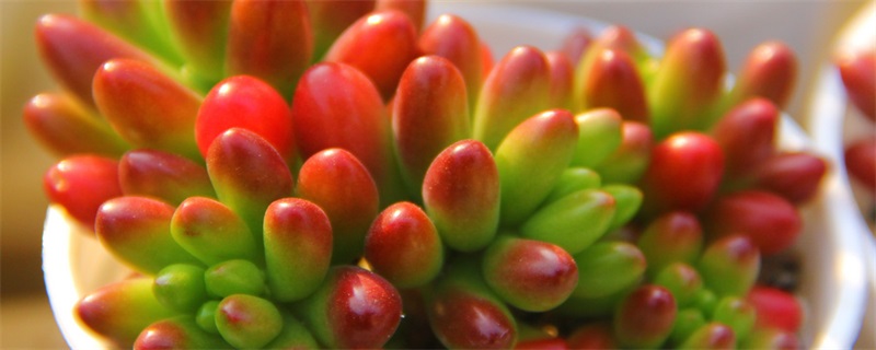 多肉营养土怎么搭配 营养土适合养多肉吗