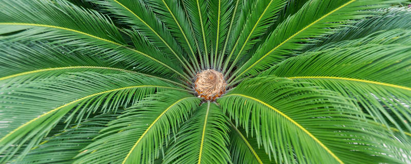 苏铁是什么植物（苏铁是什么植物类群）