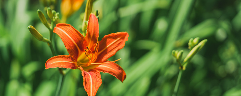 帝王花的花语是什么（帝王花语是什么意思）