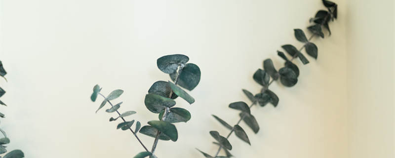 尤加利叶花语（香槟玫瑰配尤加利叶花语）