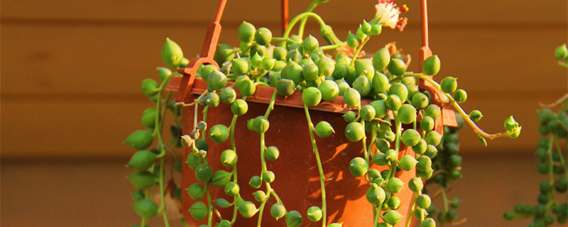 银边吊兰和金边吊兰有什么区别（银边吊兰和金边吊兰的区别）