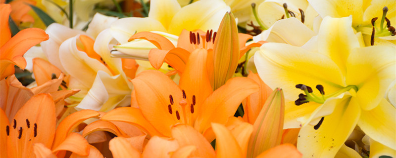 百合会影响睡眠么（百合会不会影响睡眠）