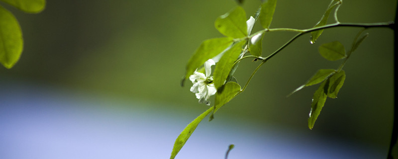 荼蘼花语 荼蘼花语文案