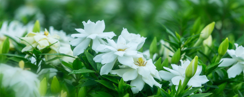 栀子花花期多长 栀子花花期多长时间一年开几次花