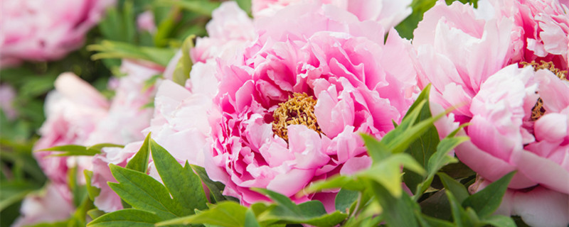 月季花是什么颜色的 月季花是什么颜色的花