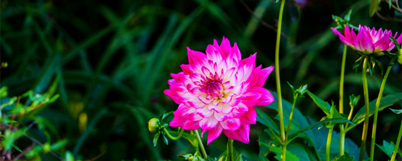 小丽花的养殖方法(小丽花的养殖方法和注意事项视频)