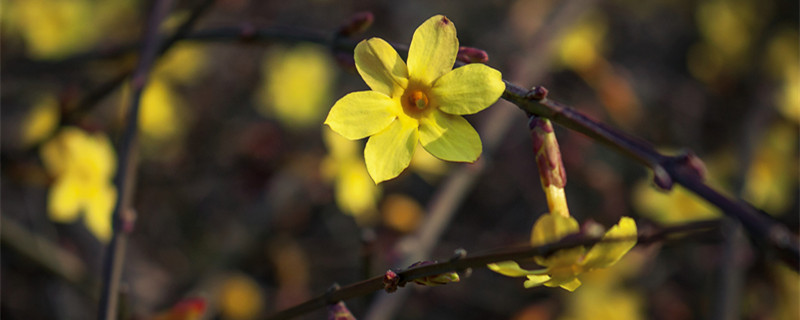 三月有什么花（三月有什么花会开）