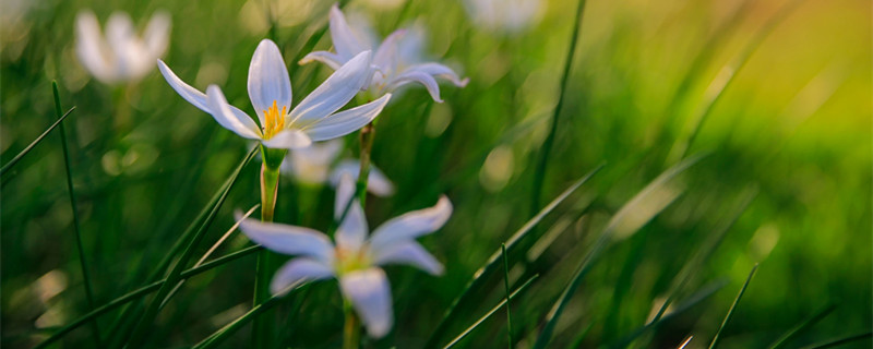 葱兰和韭兰哪个容易养（葱兰花好养吗）