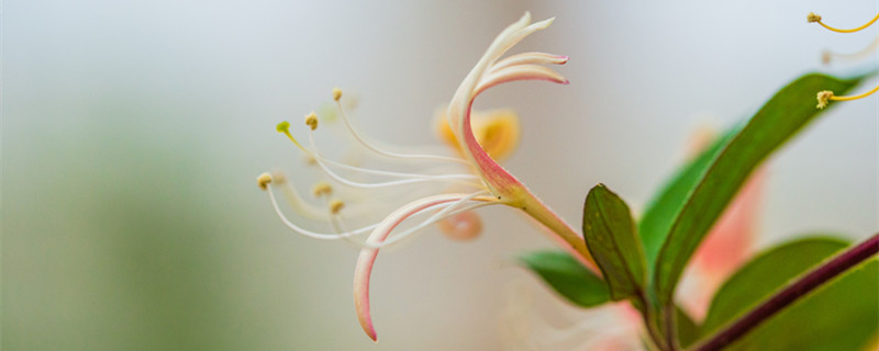 金银花朵为了什么才会变色（金银花朵变色是为了什么）