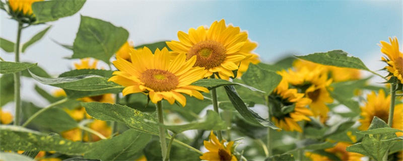 向日葵几天换一次水（向日葵几天换一次水合适）