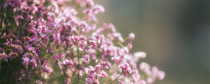 满天星干花能保存多久(满天星干花能保存多久图片)