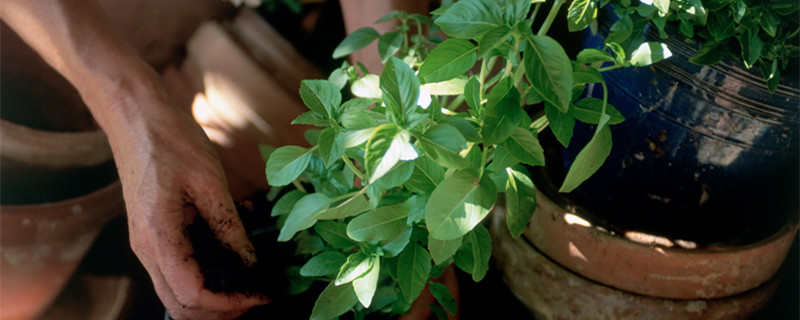 怎样辨认野生金弹子树（怎样辨认野生金弹子树 鉴别）