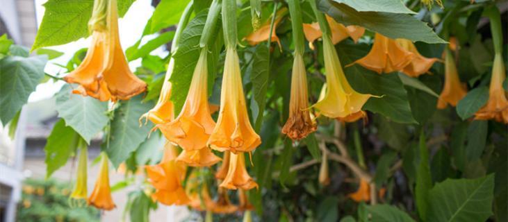 曼陀罗的花语 红色曼陀罗的花语