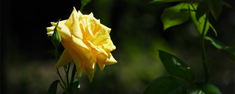 玫瑰泡泡的品种（玫瑰泡泡的品种图片）