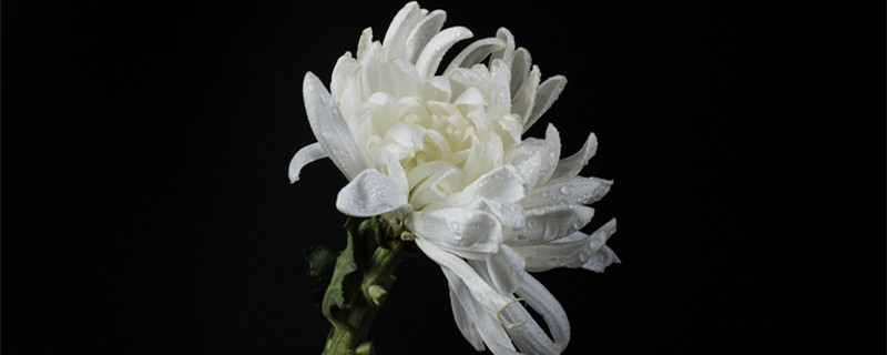 白菊花花语 白菊花花语手机连上车辆蓝牙车辆没反应