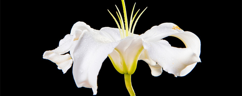 送百合花的含义(送百合花象征着什么)