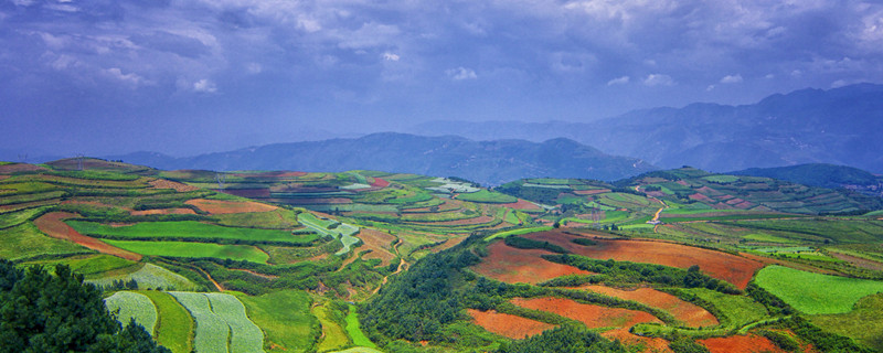 红土适合种什么盆栽 适合红土的盆栽