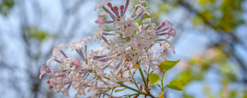 紫丁香花花语（紫色丁香花花语是什么意思）