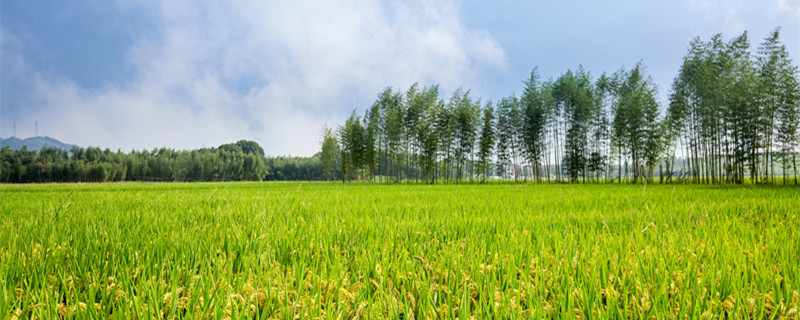 野火烧不尽春风吹又生是什么植物（野火烧不尽春风吹又生是什么生物特征）