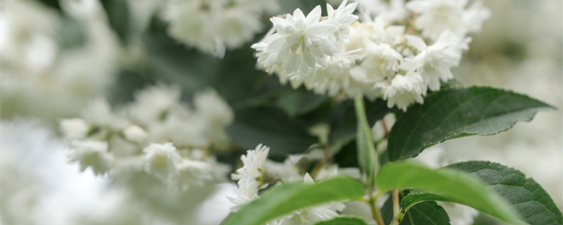 溲疏的养殖方法和注意事项 溲疏怎么养