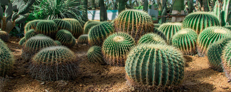 仙人球夏天多久浇一次水 仙人球夏天多久浇一次水 说法不同