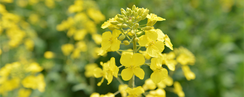 油菜花什么时候开（2022年门源油菜花什么时候开）