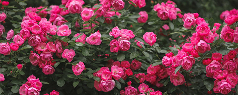 红木香爬藤月季一年开几次 爬藤月季每个月都开吗