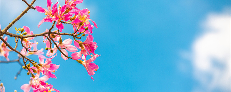 木棉花花语 白色木棉花花语