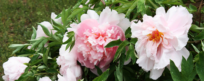 洛阳市花是什么花 洛阳市花是什么花啊