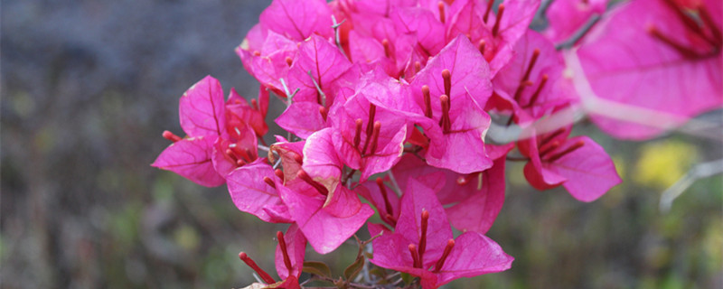 三角梅的扦插方法和时间 请问一下三角梅什么时候扦插怎么扦插