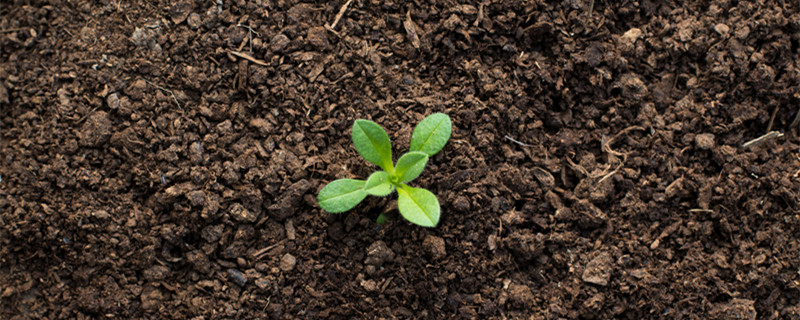 有机土壤应该达到什么标准（有机质至少在多少以上的土壤为健康土壤）