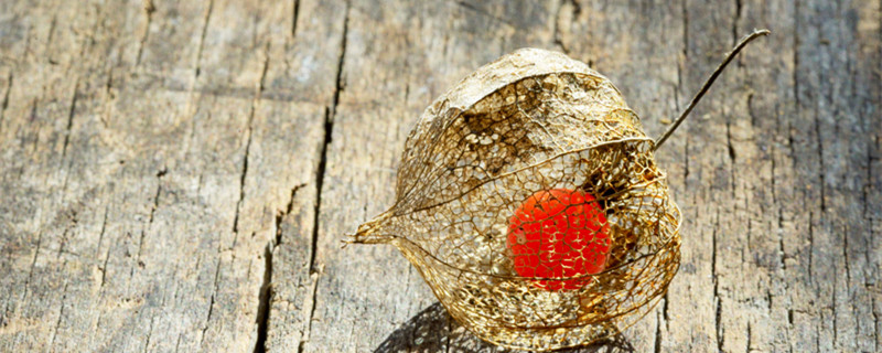 小凤仙花怎么养 小凤仙花怎么养几天浇水