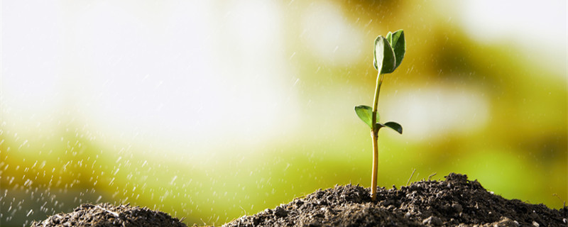 植物的一生要经历哪些过程 植物的一生都要经历什么