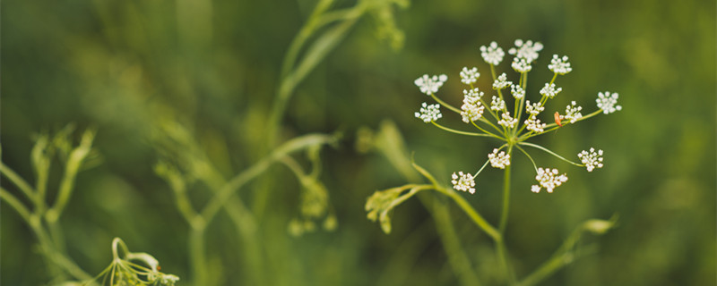 虎耳草是什么植物 虎耳草的学名
